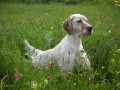 Setter Anglais NENCINI'S SELVAGGIA Setter Anglais NENCINI'S SELVAGGIA